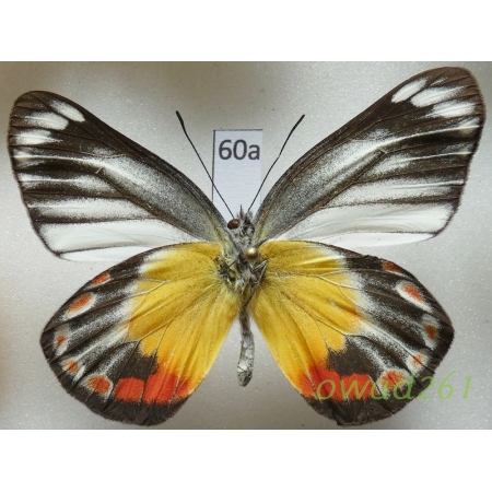 Delias periboea floresiana Roepke, 1954 Indonesia, Flores60a
